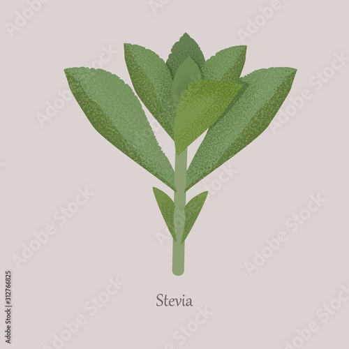 Stevia plant sweetener on a gray background. Sugar substitute green stevia leaf, healthy, medical.