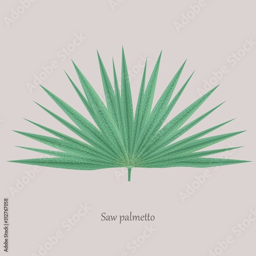 Saw Palmetto, Serenoa repens medicinal tree. Green leaves saw palmetto on a gray background and logo.
