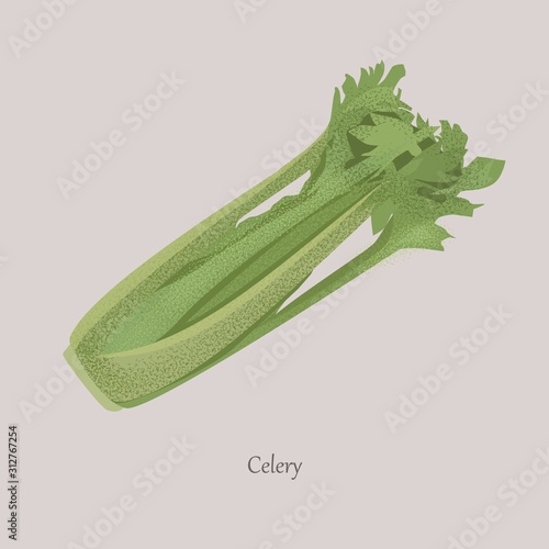 Celery, Apium graveolens useful vegetable with green leaves. Fresh, juicy whole vegetable on a gray background.