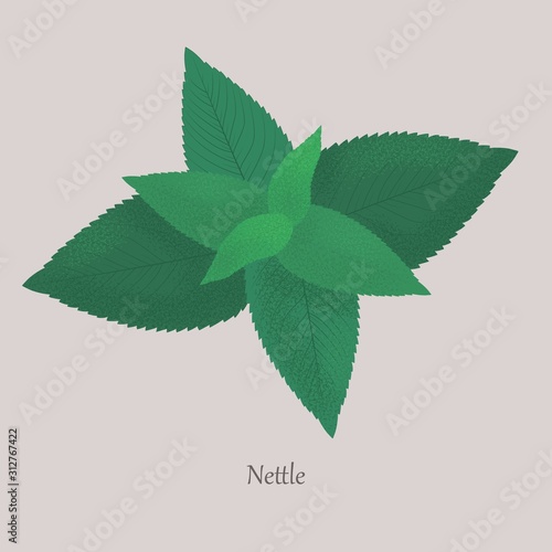 Nettle perennial herbaceous wild plant on a gray background. Green fresh nettle leaves medicinal and healthy.