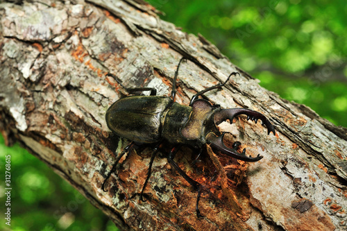Miyama Stag Beetle  © 聡 足立