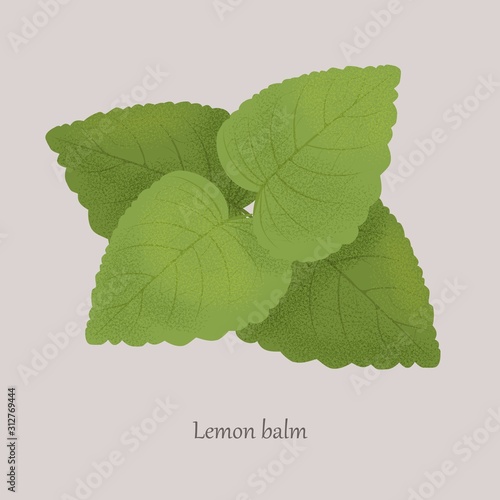 Melissa, Lemon Balm medicinal essential plant on a gray background. Green fragrant fresh leaves of healthy lemon balm.