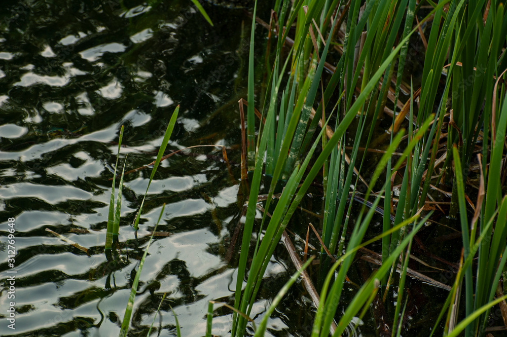 Obraz premium Odbicie falowania