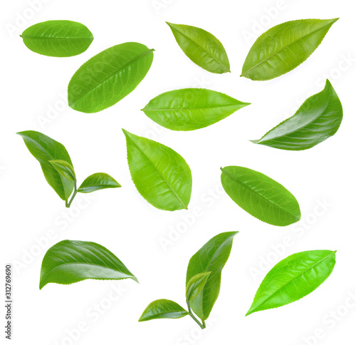 green tea leaf isolated on white background © sangsiripech