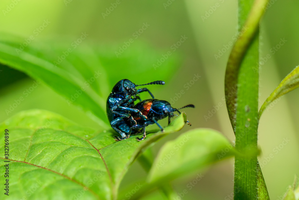 Naklejka premium Insects that are about to breed during breeding