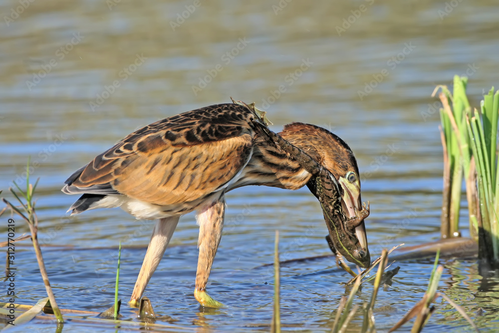 Fototapeta premium Never give up!.Young little bittern hunting on the reed with frog in beak.
