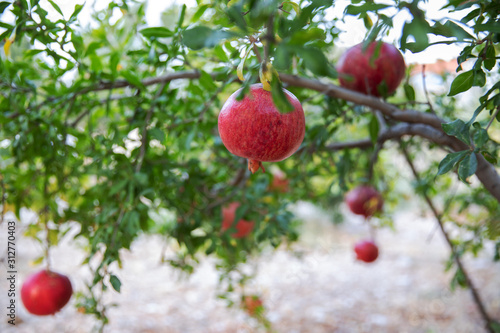 Large ripe pomegranate fruits hanging on a tree in summer garden