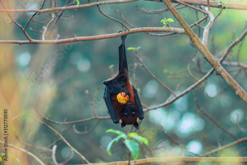 fruit bat hanging on tree in forest.