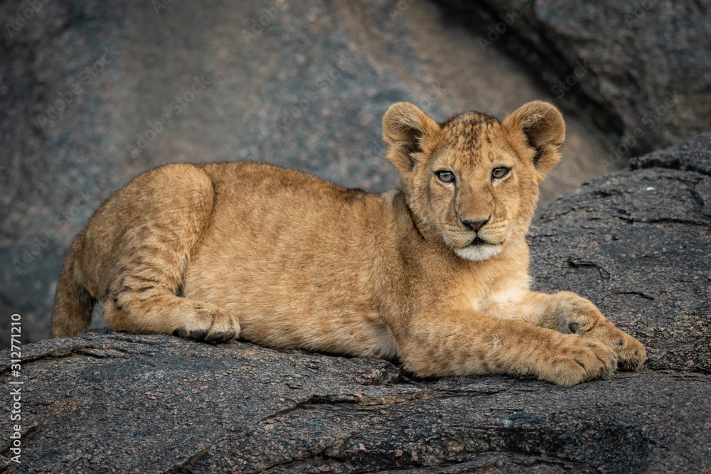 Lion cub lies on rock eyeing camera Lion cub lies on rock eyeing camera