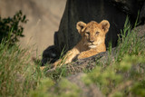 Lion cub lies on rock in sunshine