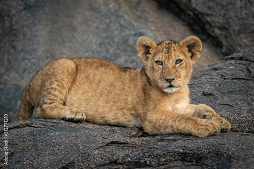 Lion cub lies on rock eyeing camera