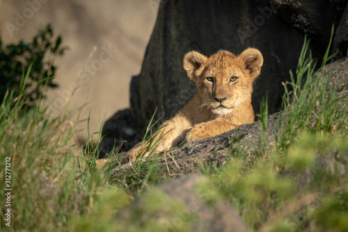 Lion cub lies on rock in sunshine