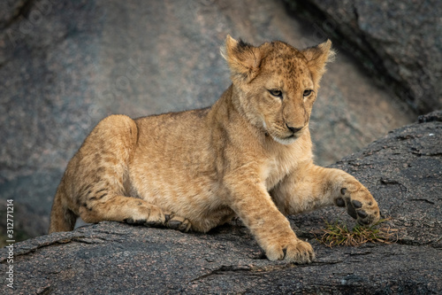 Lion cub lies on rock lifting paw