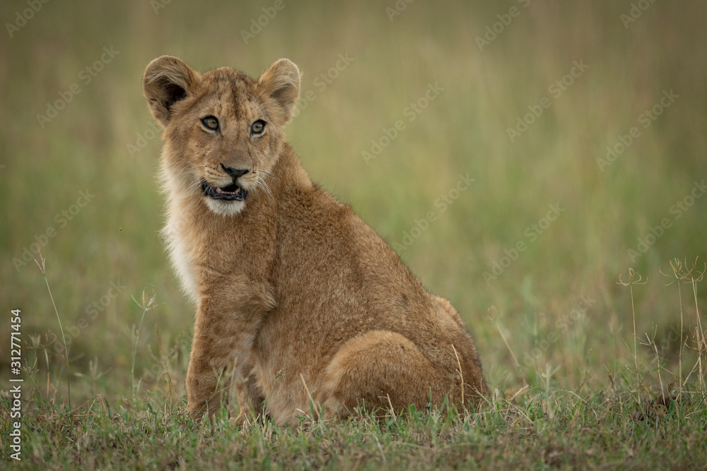 Lion cub sits in grass looking back Lion cub sits in grass looking back