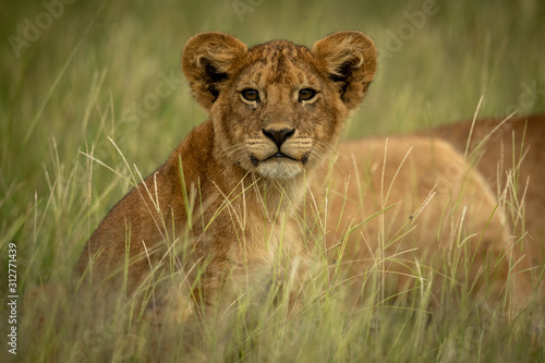 Lion cub sits by mother in grass
