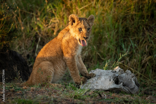 Wallpaper Mural Lion cub sits by skull showing tongue Torontodigital.ca