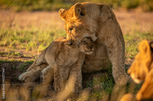 Lion cub sits biting head of another