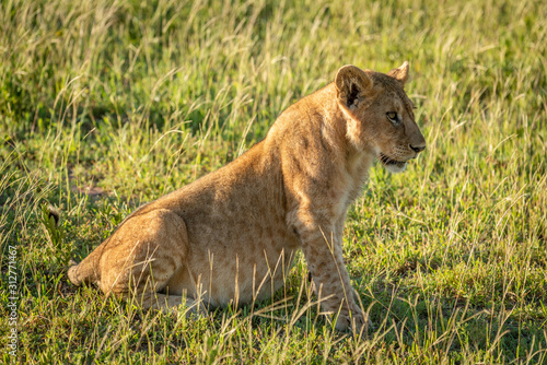 Lion cub sits in grass looking right