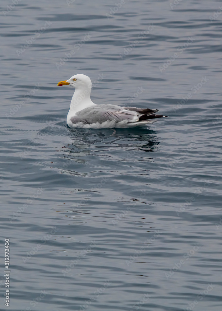 seagull on the water