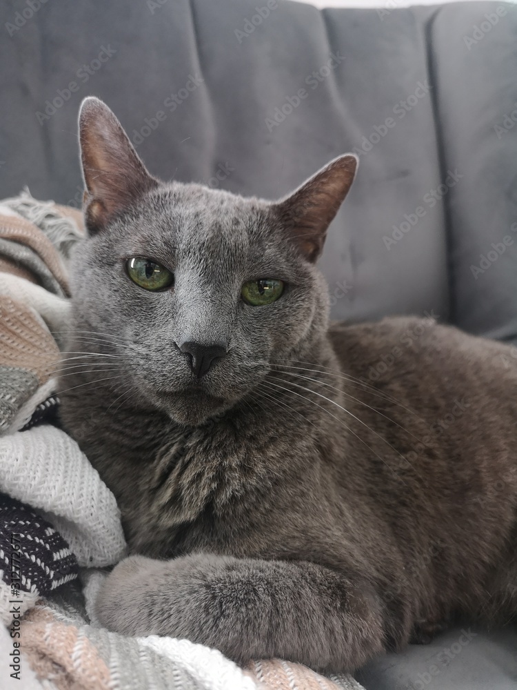 Precioso gato gris azul ruso