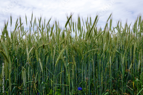 Stems of a green wheat field