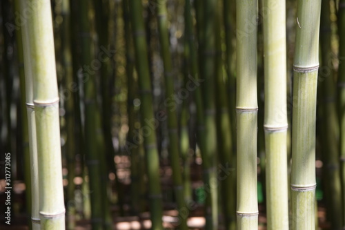 Bambus Wald Zeichen