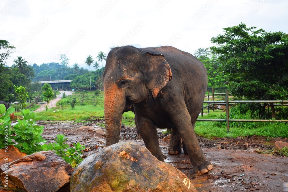 The Asian elephant is the largest living land animal in Asia. Stock Photo |  Adobe Stock
