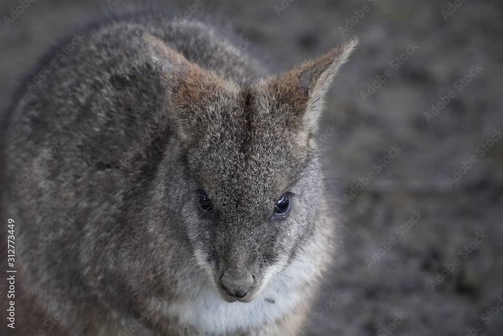 parma wallaby