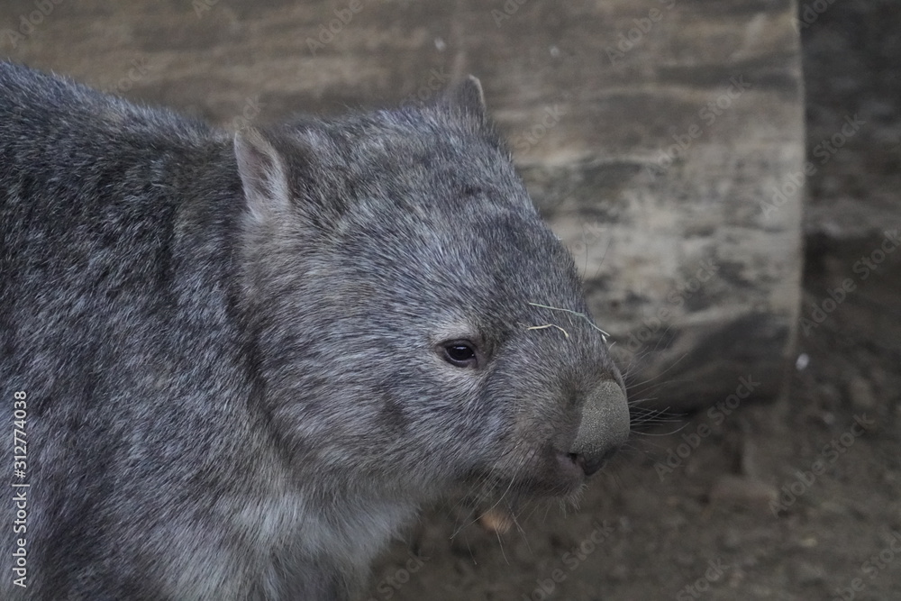 Common wombat Common wombat