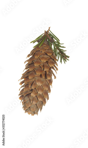 Fir cone with a small fir branch isolated on white background photo
