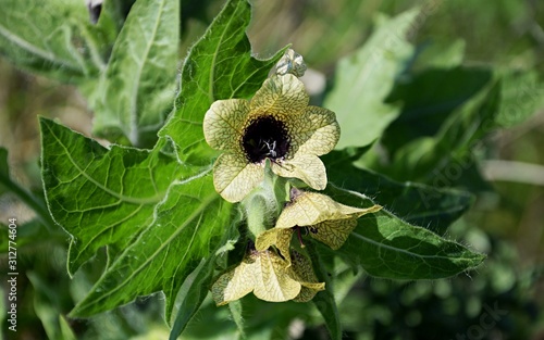 Hyoscyamus niger flower. Poisonous plant with yellow flower. Black henbane flower also known as Stinking nightshade