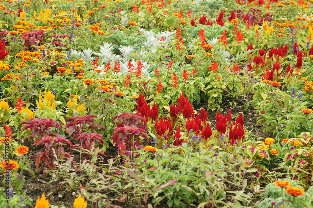 bunte blumen im garten