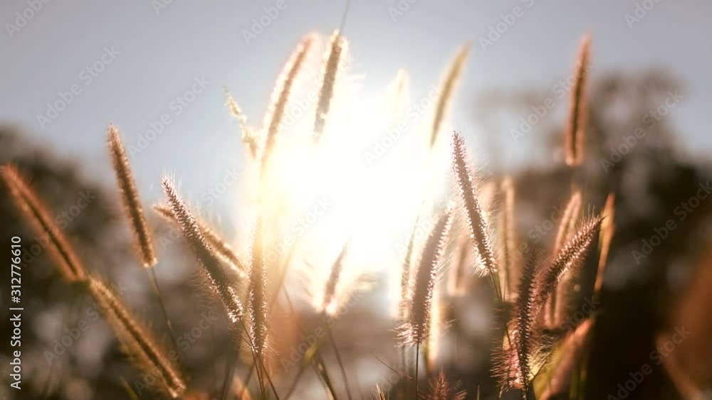 Meadow and flower motion with sunset light Meadow and flower motion with sunset light