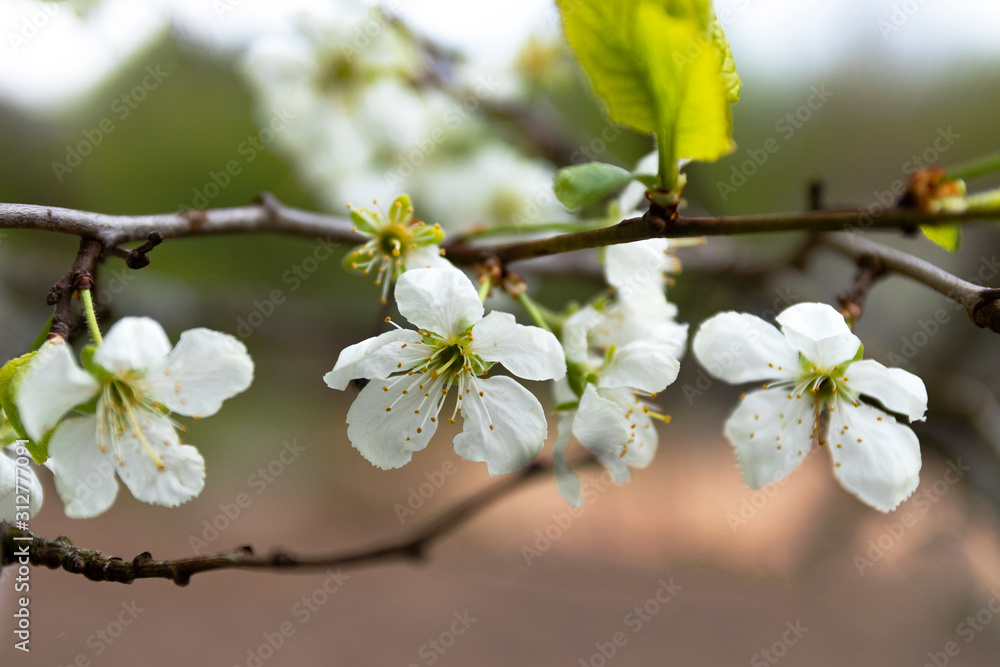 blooming Apple tree in the garden blooming Apple tree in the garden