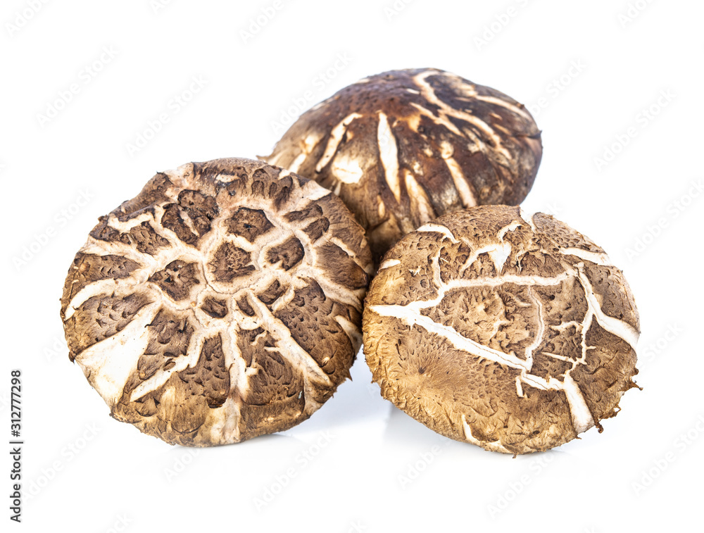 shiitake isolated on white background shiitake isolated on white background