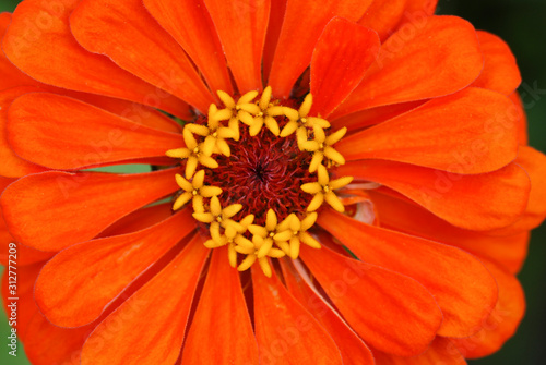 Close up of an orange zinnia flower in the garden