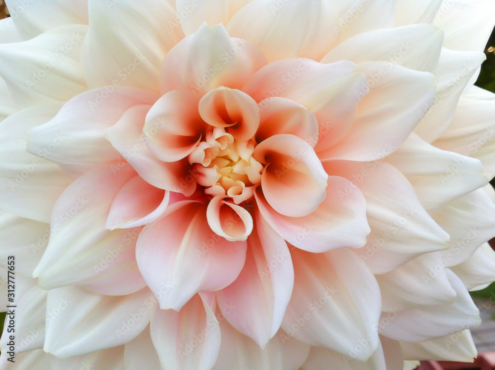 Close up macro of a pink dahlia flower.
