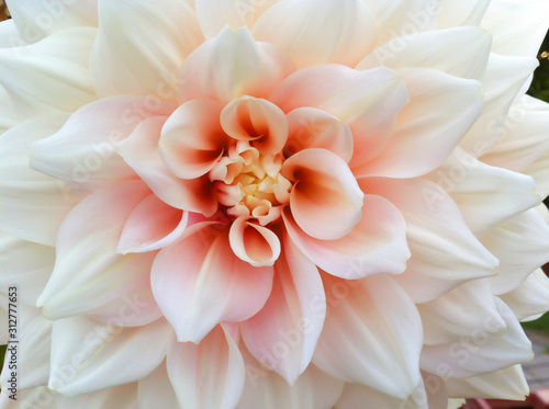 Close up macro of a pink dahlia flower. © Janice Higgins