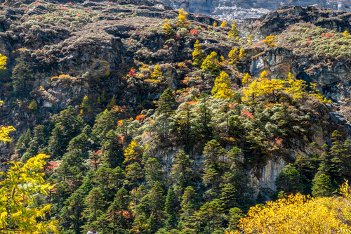 yellow flowers on a rock photo