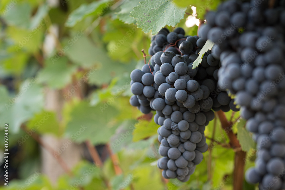 huge grapevine close up 2