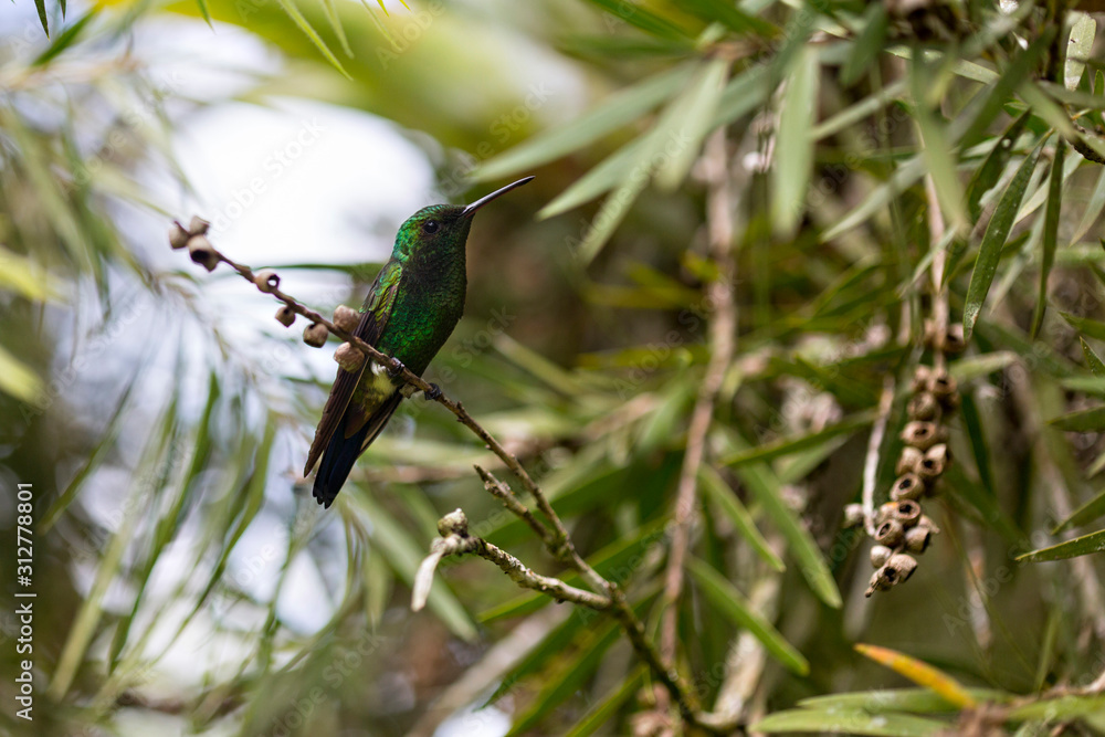 Fototapeta premium Beautiful bird hummingbird on wild background.