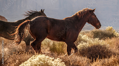 horses