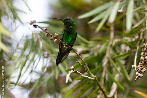 Beautiful bird hummingbird on wild background.
