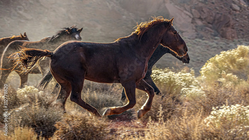 wild horses
