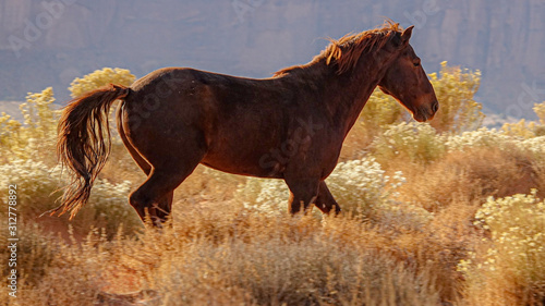 wild horse