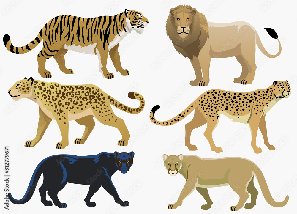 Fototapeta premium big cats bundle set