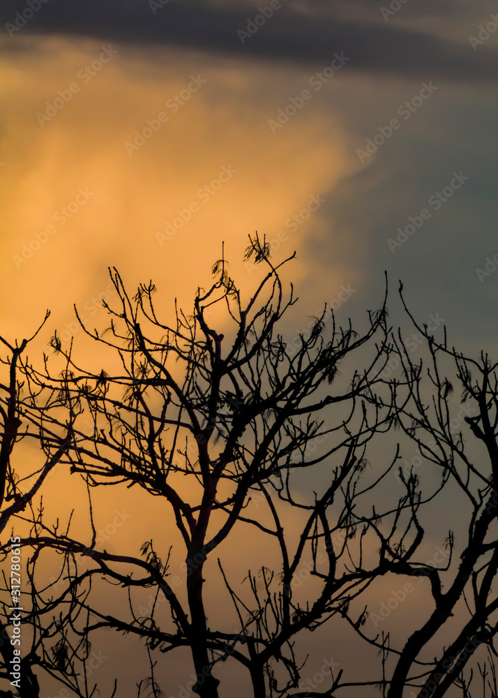 Obraz premium silhouette of a tree in sunset