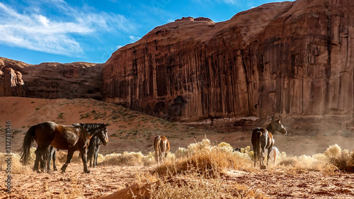 wild horses