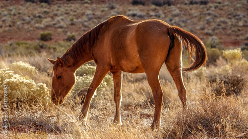horse