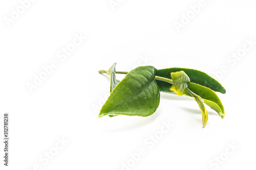 Isolate Green Tea leaves on white background. Best of natural in gredients for make popular drinks.